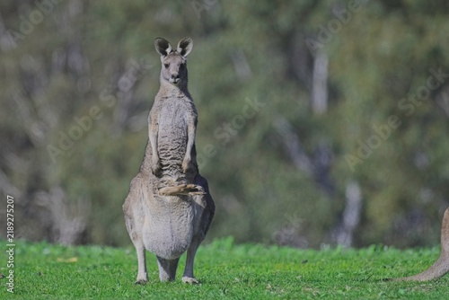Obraz na plátně Eastern grey kangaroo with barely enough room for growing joey in pouch, watches