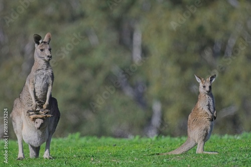 Fotografie Eastern grey kangaroos with barely enough room for growing joey in pouch, watche