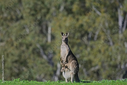 Принти на полотні Eastern grey kangaroos with barely enough room for growing joey in pouch, watche