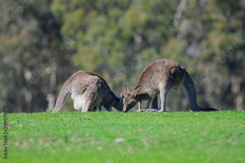 Eastern grey kangaroos, one with Joey in pouch, grazing in an open field, in front of a forest, Woodlands Historic Park, Victoria Australia