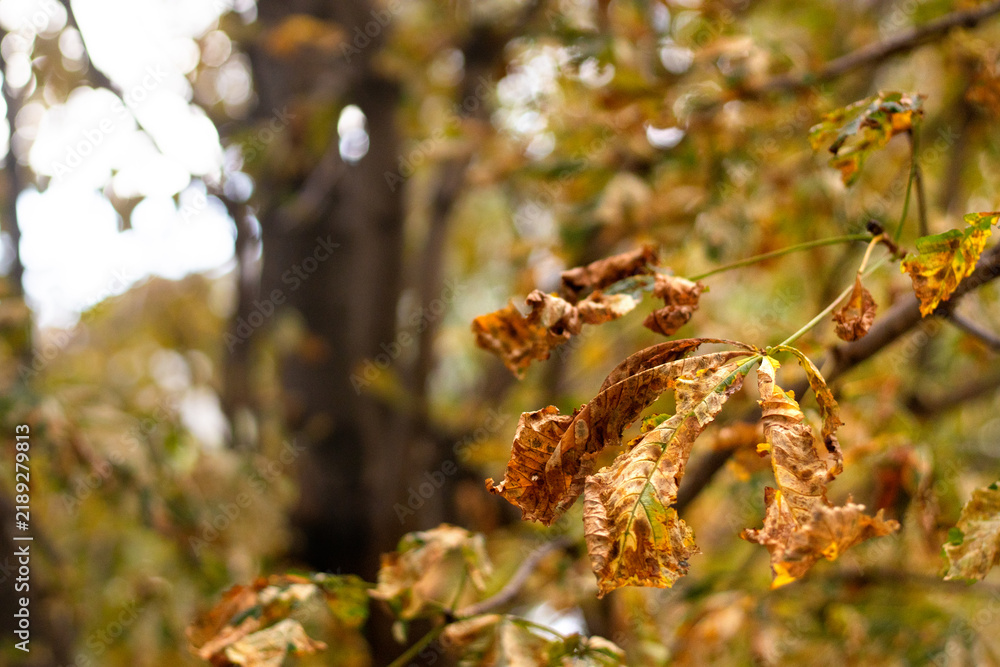 Obraz premium Autumn leaves on trees show signs of decay and changing colors in a forest