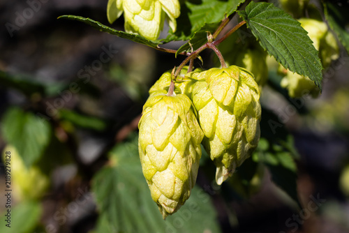 Konstfotografi Hops growing on a vine in a garden during daytime hours