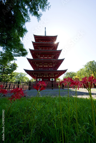 Konstfotografi 日本、青森、最勝院五重塔と彼岸花