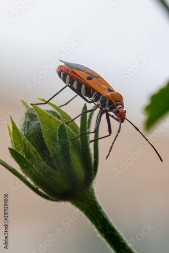 Macro shot of a red cotton stainer bug (Dysdercus cingulatus) perched on a green plant bud