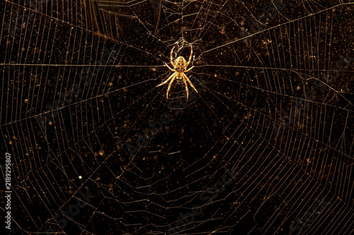 Photography spider on web, nacka,sverige,sweden,summer,stockholm