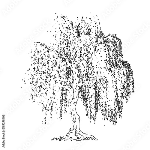 Weeping willow tree engraving woodcut salix romantic wedding memorial tattoo lake logo tshirt print vintage antique drooping botanical ink sketch vector illustration
