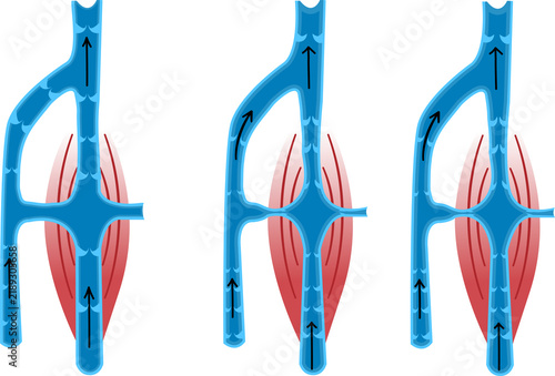 Bild auf Leinwand Skeletal Muscle Pump and Venous Valve Function Vector Diagram