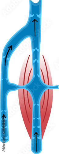 Canvastavla Venous Blood Flow and Muscle Pump Mechanism Medical Illustration