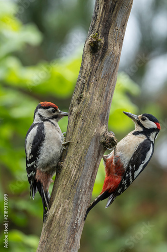Two great spotted woodpeckers cling to an old tree trunk in a green woodland setting, showing detailed black, white and red plumage and natural foraging interaction in their forest habitat.