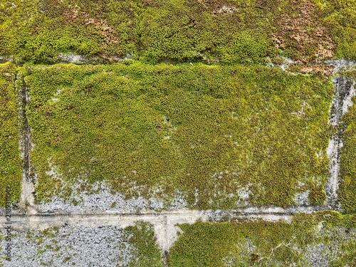 Cuadro en lienzo Moss Covered Bricks: A close-up view reveals a weathered brick wall partially covered in vibrant green moss, showcasing the natural textures and subtle beauty of organic growth