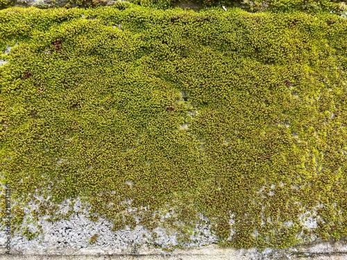 Obraz na płótnie Mossy Stone Texture: A detailed close-up showcases the rich texture of vibrant green moss growing on a weathered stone surface, creating a natural, organic pattern