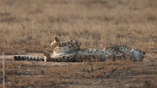  A very relaxed female cheetah rolling around on her back