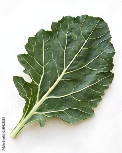 collard leaf veins macro isolated on white background