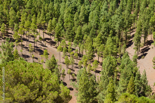Gran Canaria, hiking route between Cruz de Tejeda and San Mateo, view of Canary Island pine forest reforestation efforts
