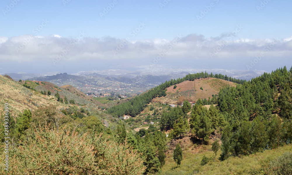 Fototapeta premium Gran Canaria, hiking route between Cruz de Tejeda and San Mateo, view of Canary Island pine forest reforestation efforts 