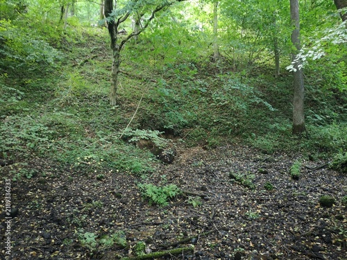 Fotografie Lush green forest floor with deciduous trees