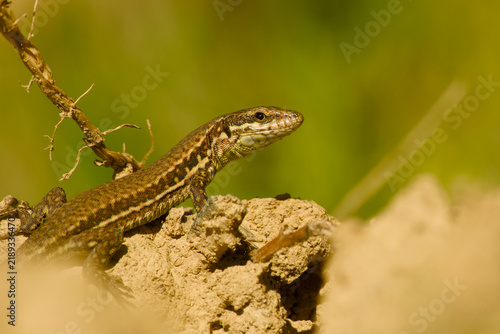 Принти на полотні Common wall lizard basking on a dry earthen mound in warm sunlight, shown in clo