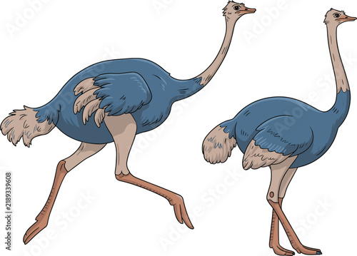 Two running and standing ostriches with long necks and blue feathers vector illustration for wildlife design