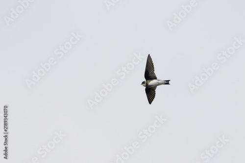 Wall Mural Sand martin in flight against an overcast sky