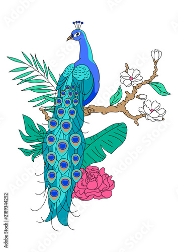 Illustration of peacock and plants. Tropical exotic bird. Wild fauna of jungle.