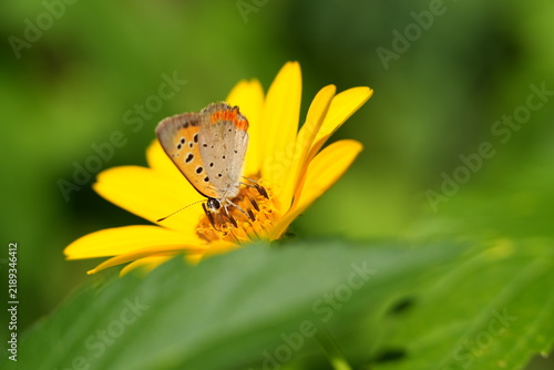 Konstfotografi Small Copper Butterfly on a Yellow Flower in Macro View