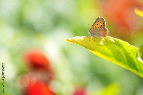 Foto Close-up of a Small Copper Butterfly Resting on a Green Leaf