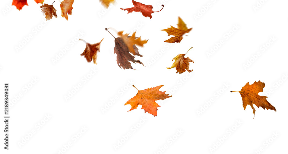 Obraz premium Autumn colorful leaves falling isolated on transparent background png
