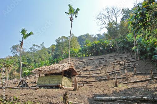 A view of the hills of Nagaland—home to the Konyak tribe—featuring forest burned for cultivation.