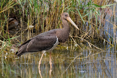 Obraz na płótnie black stork