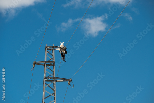 Cuadro en lienzo a large dead bird hanging upside down, tangled in a metal electrical transmission tower against a bright blue sky, illustrating the fatal hazards power lines pose to wildlife