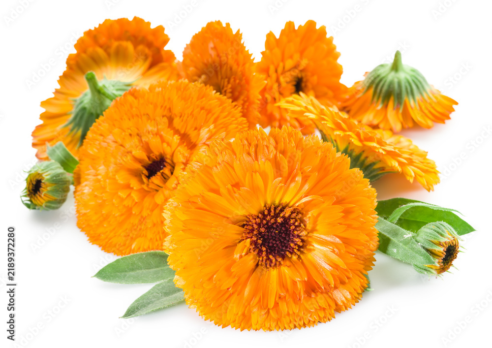 Obraz premium Fresh orange calendula marigold flowers with green leaves for medical herbs and organic homeopathy concepts, with clipping path