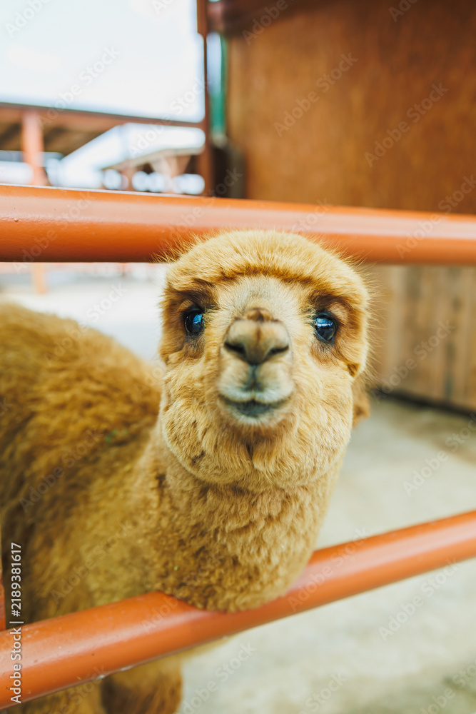 Fototapeta premium Cute animal stands in pen looking through bars on a farm during daytime