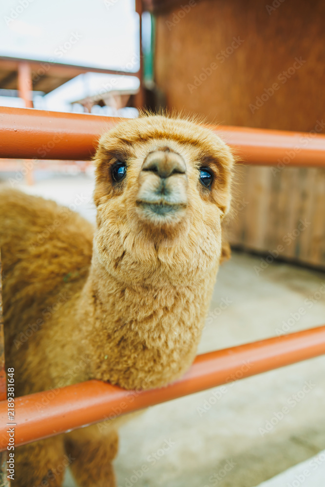 Obraz premium Close-up view of a cute alpaca looking through a fence in a farm setting in a sunny day