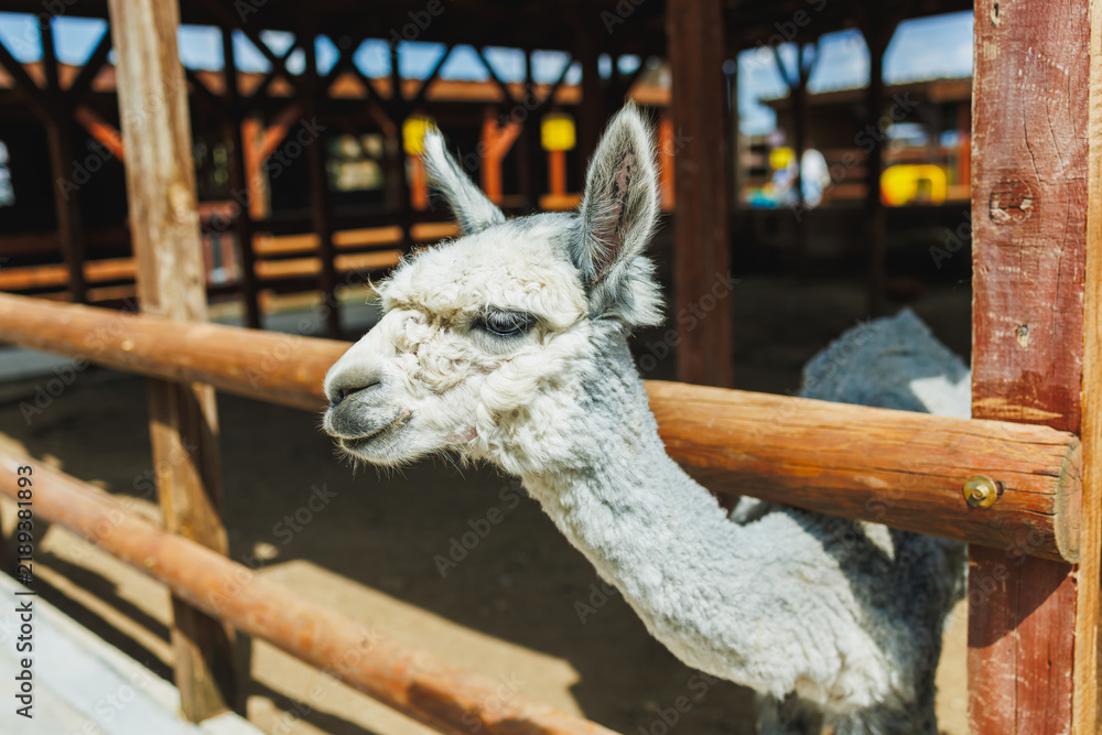 Obraz premium Alpaca at a farm in warm weather looking over a wooden fence during the day