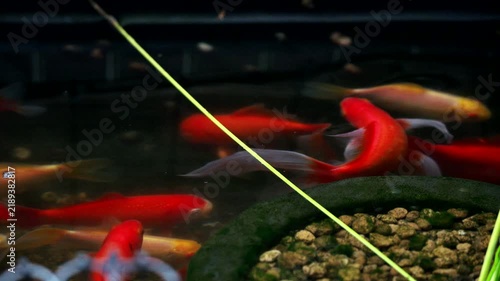 水槽を泳ぐたくさんの金魚