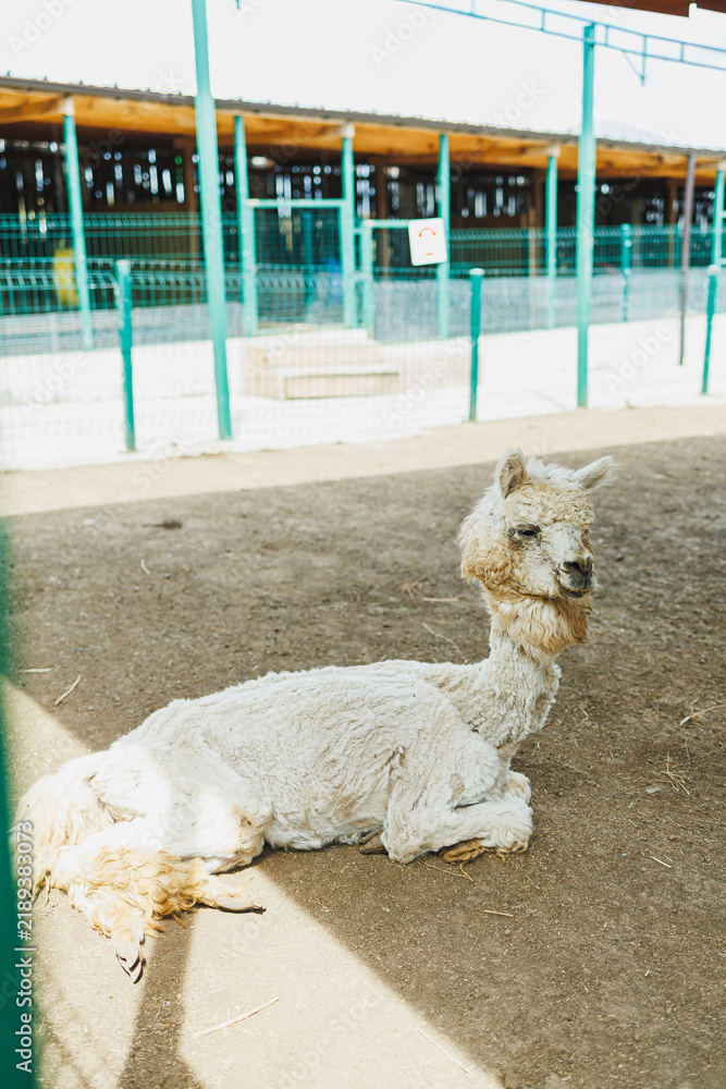Fototapeta premium Llama resting in a farm area during daylight hours with a barn and fencing in the background