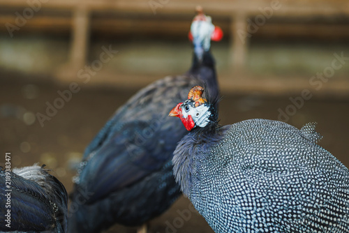 Canvastavla Guinea fowls seen in a farm setting during daylight, with distinct markings on t