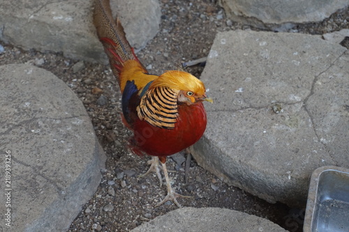 Canvastavla Golden Pheasant with Vibrant Yellow Crest and Red Plumage Standing on Stone Grou