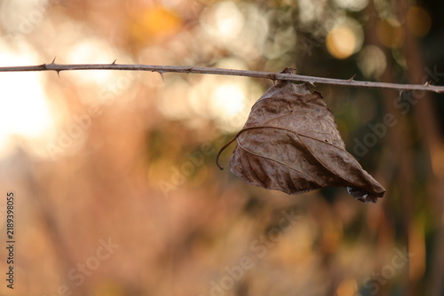 una foglia secca su una recinzione