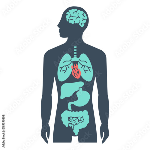 Canvastavla Human anatomy illustration with internal organs and brain silhouette on white ba