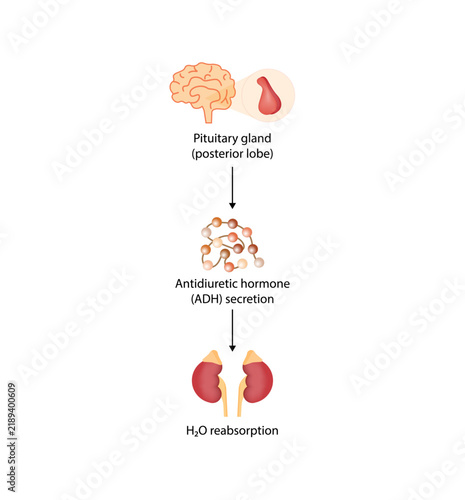 Bild auf Leinwand Antidiuretic hormone, ADH