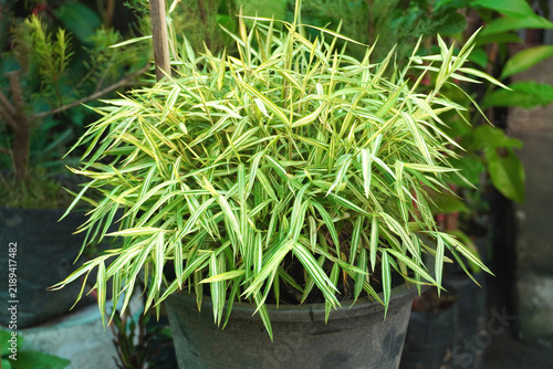 Cat Bamboo featuring vibrant green foliage grown in a planter; it is a plant that many cats love to nibble on.
