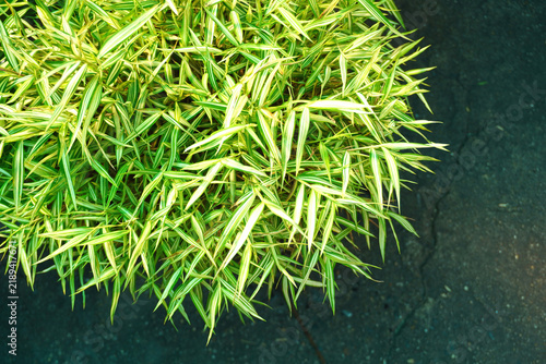 Cat Bamboo featuring vibrant green foliage grown in a planter; it is a plant that many cats love to nibble on.