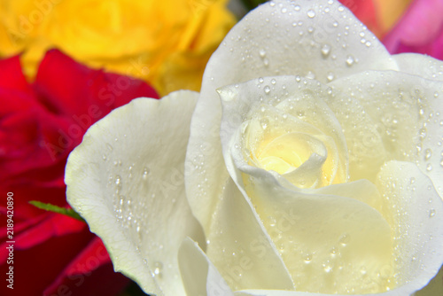 A close-up of the petals of the white rose, a symbol of purity, innocence and a fresh start.