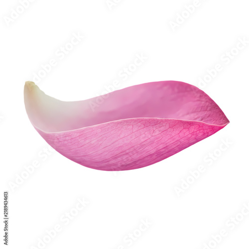 Single pink lotus flower petal isolated on a white background with soft texture