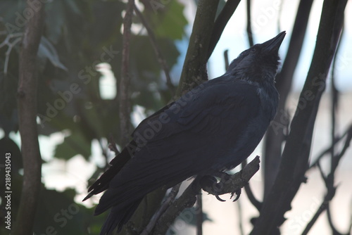 Cuadro en lienzo crow on the ground