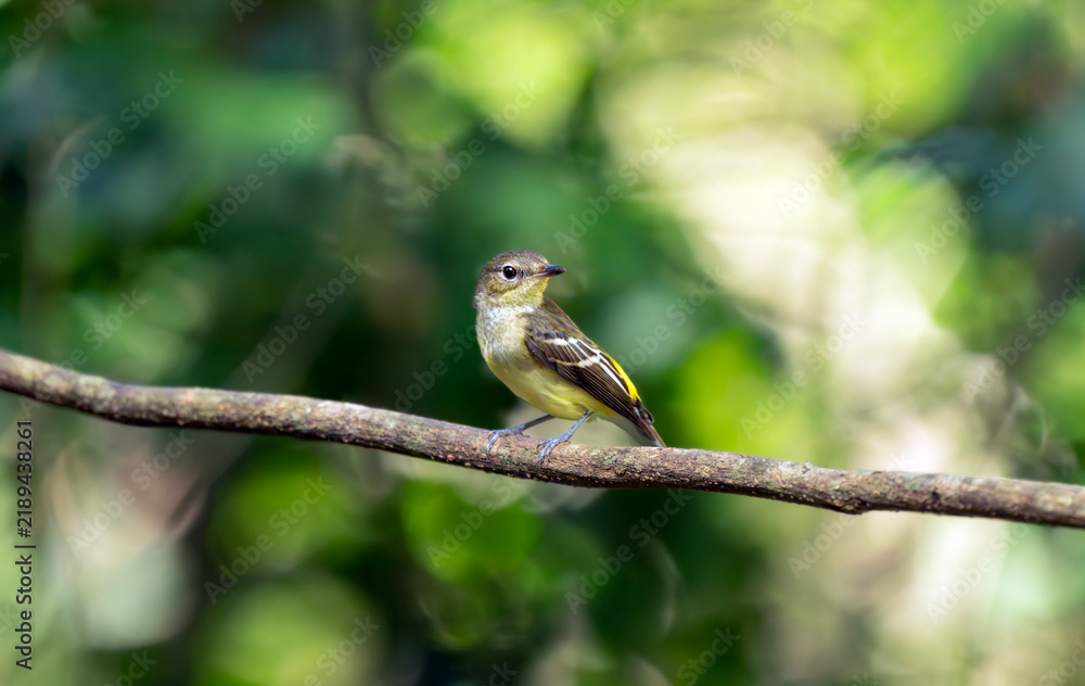 Obraz premium Female Yellow-Rumped Flycatcher on Sunlit Forest Branch