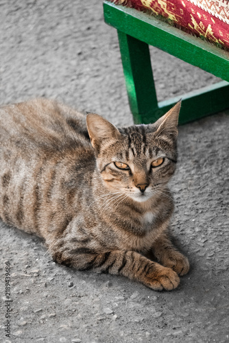 Obraz na płótnie Drowsy Tabby Cat Resting Peacefully on Pavement
