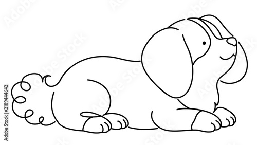 Cute dog lying down white background.