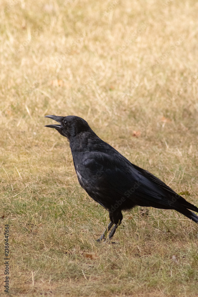 Fototapeta premium Black Carrion Crow Standing on Dry Meadow Calling with Open Beak
